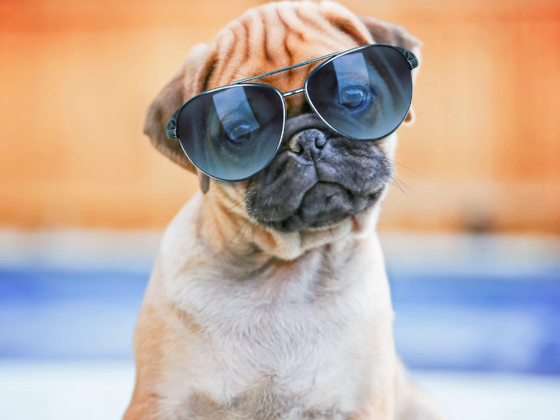 Happy pug in sunglasses